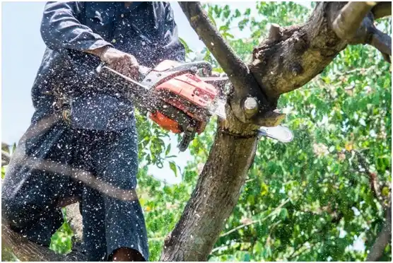 tree services Meadow